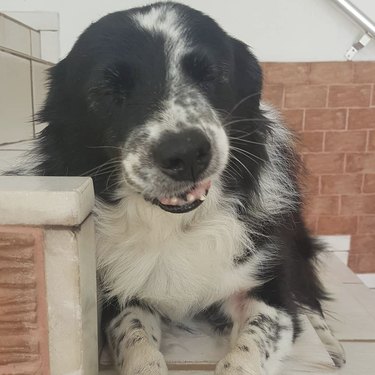 15 Dogs Bravely Battle Seasonal Allergies (Adorable Sneezing Moments)