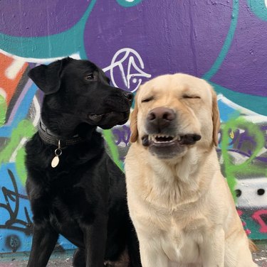 15 Dogs Bravely Battle Seasonal Allergies (Adorable Sneezing Moments)