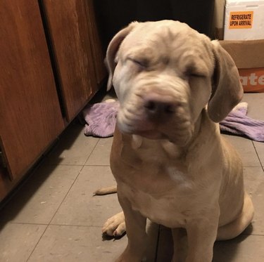 15 Dogs Bravely Battle Seasonal Allergies (Adorable Sneezing Moments)