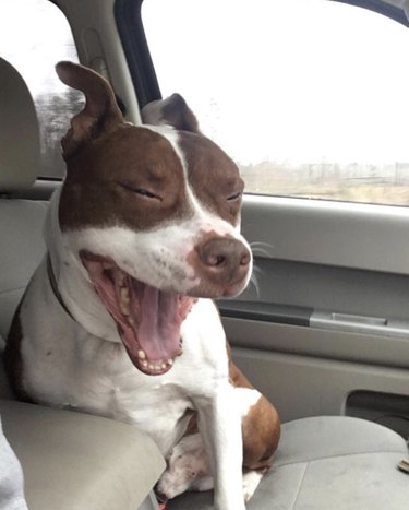 15 Dogs Bravely Battle Seasonal Allergies (Adorable Sneezing Moments)