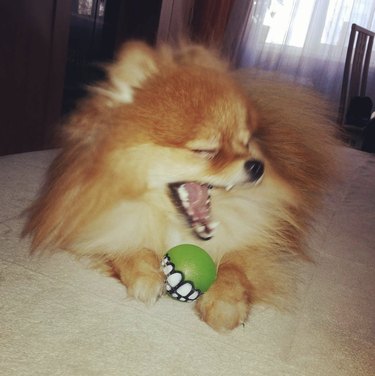 15 Dogs Bravely Battle Seasonal Allergies (Adorable Sneezing Moments)