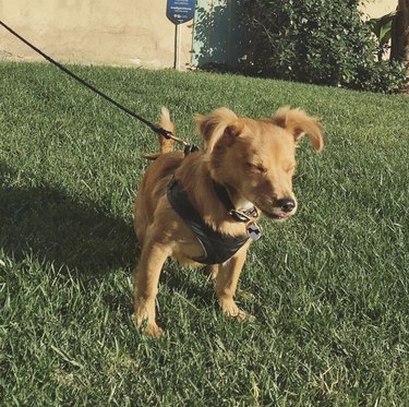 15 Dogs Bravely Battle Seasonal Allergies (Adorable Sneezing Moments)