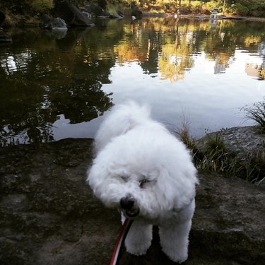 15 Dogs Bravely Battle Seasonal Allergies (Adorable Sneezing Moments)