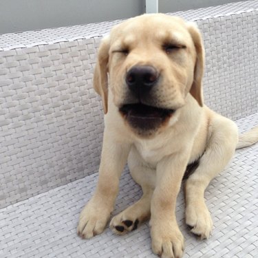 15 Dogs Bravely Battle Seasonal Allergies (Adorable Sneezing Moments)