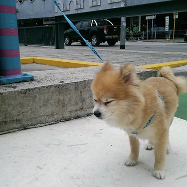 15 Dogs Bravely Battle Seasonal Allergies (Adorable Sneezing Moments)