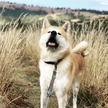 15 Dogs Bravely Battle Seasonal Allergies (Adorable Sneezing Moments)
