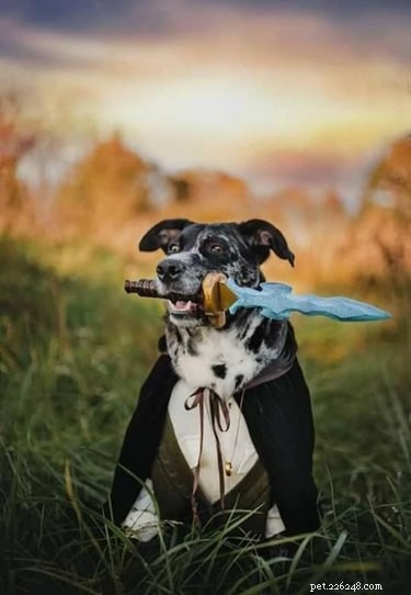 The Ultimate Collection of Winning Dog Outfits from the Dress Up Challenge