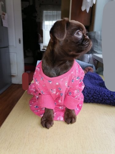 The Ultimate Collection of Winning Dog Outfits from the Dress Up Challenge