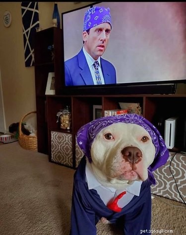 The Ultimate Collection of Winning Dog Outfits from the Dress Up Challenge