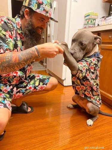 The Ultimate Collection of Winning Dog Outfits from the Dress Up Challenge