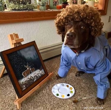 The Ultimate Collection of Winning Dog Outfits from the Dress Up Challenge