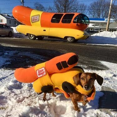The Ultimate Collection of Winning Dog Outfits from the Dress Up Challenge