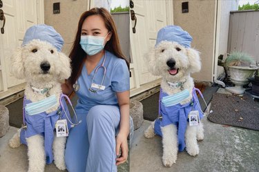 The Ultimate Collection of Winning Dog Outfits from the Dress Up Challenge