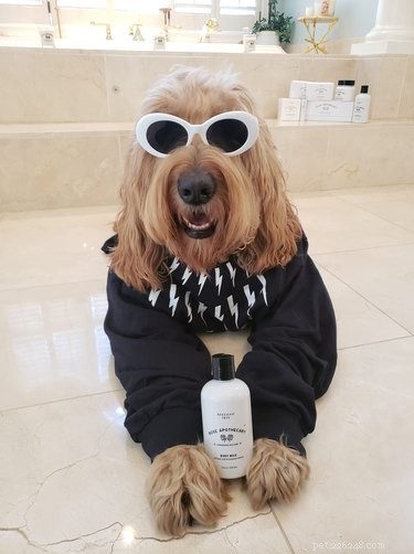 The Ultimate Collection of Winning Dog Outfits from the Dress Up Challenge