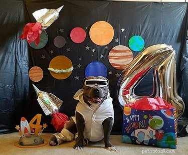 The Ultimate Collection of Winning Dog Outfits from the Dress Up Challenge