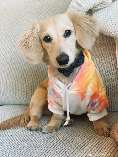The Ultimate Collection of Winning Dog Outfits from the Dress Up Challenge