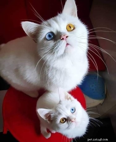 17 Pets Strike a Pose with Their Tiny Twin Counterparts
