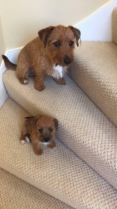 17 Pets Strike a Pose with Their Tiny Twin Counterparts