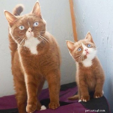 17 Pets Strike a Pose with Their Tiny Twin Counterparts