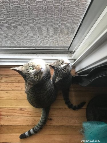 17 Pets Strike a Pose with Their Tiny Twin Counterparts