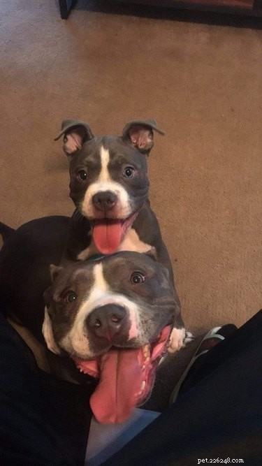 17 Pets Strike a Pose with Their Tiny Twin Counterparts