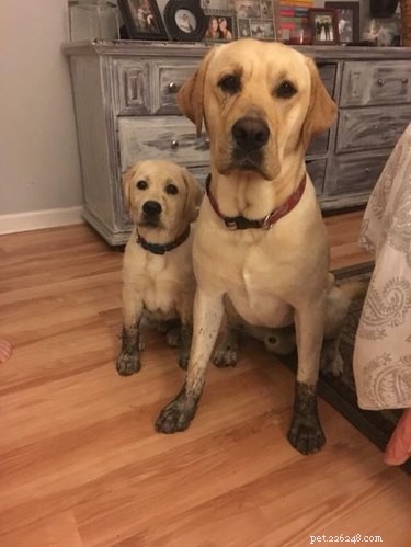 17 Pets Strike a Pose with Their Tiny Twin Counterparts