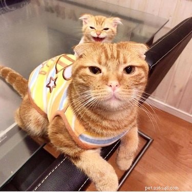 17 Pets Strike a Pose with Their Tiny Twin Counterparts