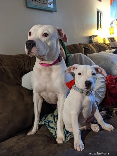 17 Pets Strike a Pose with Their Tiny Twin Counterparts
