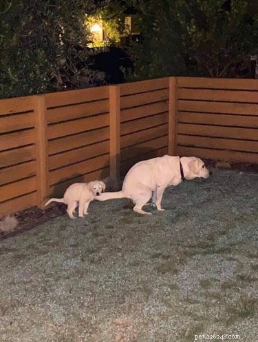 17 Pets Strike a Pose with Their Tiny Twin Counterparts
