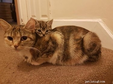 17 Pets Strike a Pose with Their Tiny Twin Counterparts