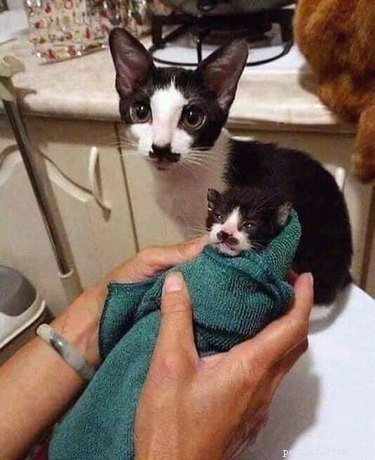 17 Pets Strike a Pose with Their Tiny Twin Counterparts