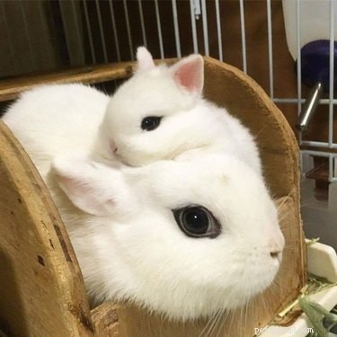 17 Pets Strike a Pose with Their Tiny Twin Counterparts
