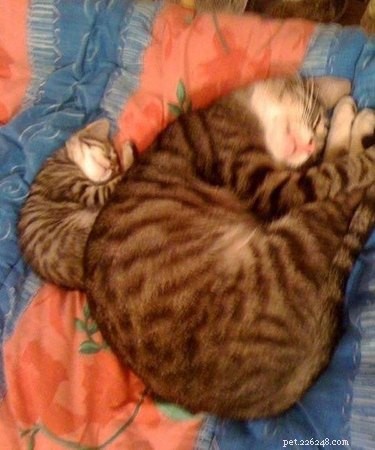17 Pets Strike a Pose with Their Tiny Twin Counterparts