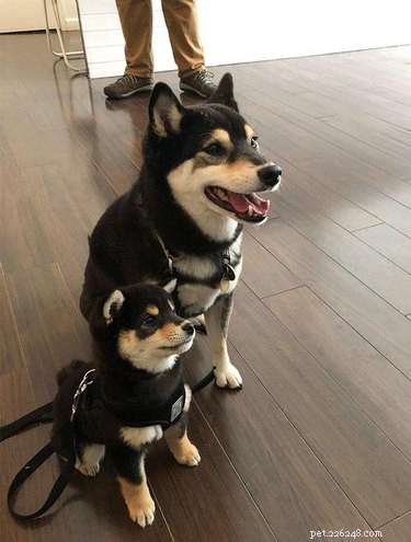 17 Pets Strike a Pose with Their Tiny Twin Counterparts