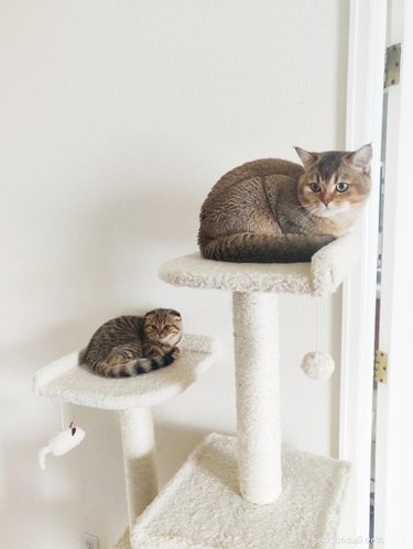 17 Pets Strike a Pose with Their Tiny Twin Counterparts