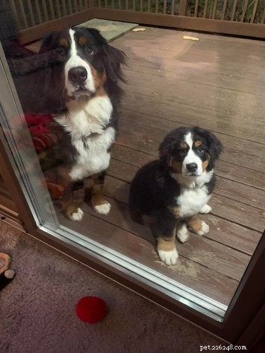 17 Pets Strike a Pose with Their Tiny Twin Counterparts