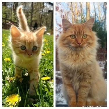Top Heartwarming Moments from the #FirstPicChallenge: Pets’ First Photos