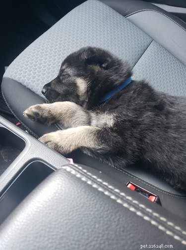 Top Heartwarming Moments from the #FirstPicChallenge: Pets’ First Photos