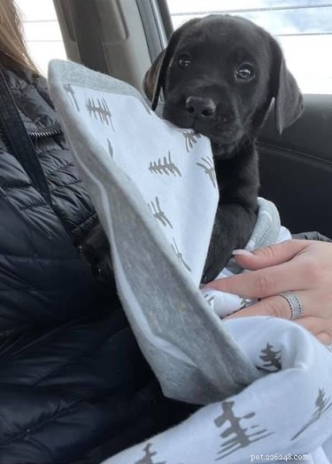 Top Heartwarming Moments from the #FirstPicChallenge: Pets’ First Photos