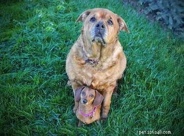 Top Heartwarming Moments from the #FirstPicChallenge: Pets’ First Photos