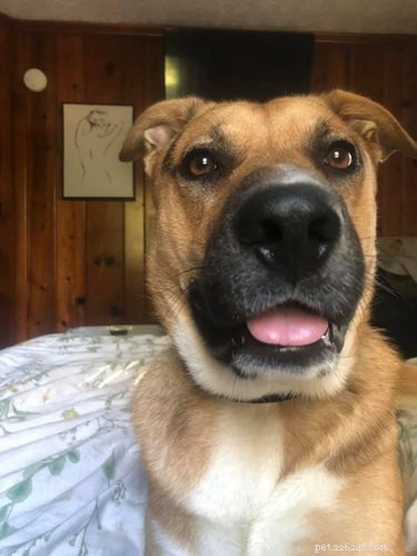 Top Heartwarming Moments from the #FirstPicChallenge: Pets’ First Photos
