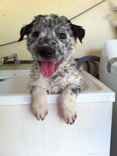 Top Heartwarming Moments from the #FirstPicChallenge: Pets’ First Photos