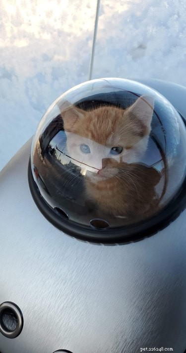 Top Heartwarming Moments from the #FirstPicChallenge: Pets’ First Photos