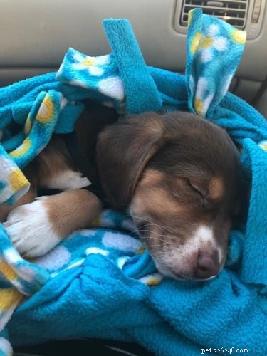 Top Heartwarming Moments from the #FirstPicChallenge: Pets’ First Photos