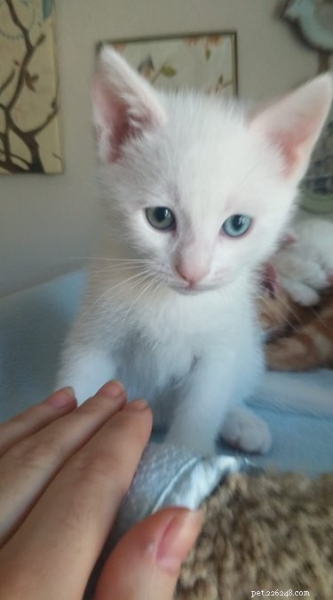 Top Heartwarming Moments from the #FirstPicChallenge: Pets’ First Photos