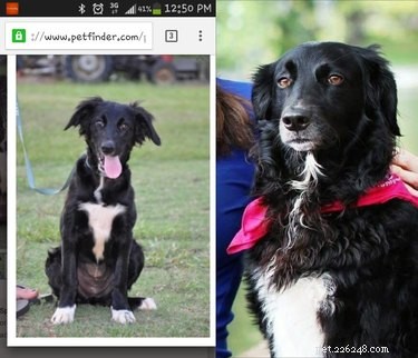 Top Heartwarming Moments from the #FirstPicChallenge: Pets’ First Photos