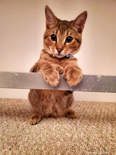 Top Heartwarming Moments from the #FirstPicChallenge: Pets’ First Photos