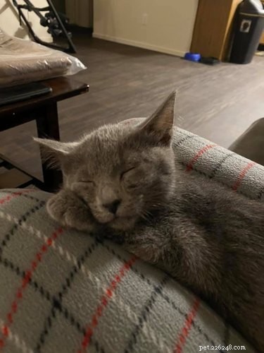 Top Heartwarming Moments from the #FirstPicChallenge: Pets’ First Photos