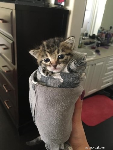 Top Heartwarming Moments from the #FirstPicChallenge: Pets’ First Photos