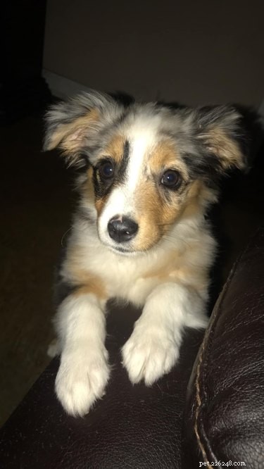 Top Heartwarming Moments from the #FirstPicChallenge: Pets’ First Photos